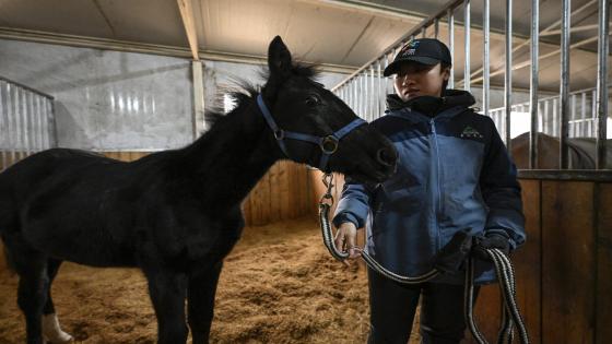Zhuangzhuang, the country's first cloned horse bred by Chinese company Sinogene, is seen with animal trainer Yin Chuyun at a stable at Sheerwood horse riding club in Beijing on January 12, 2023. (Photo by Jade GAO / AFP)
