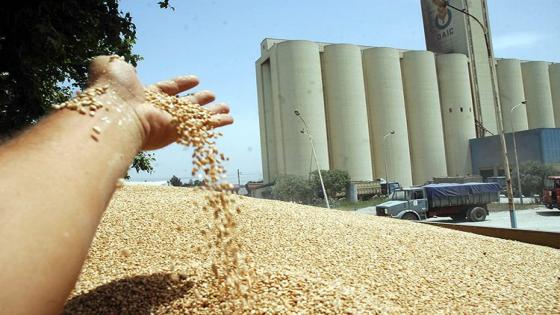 منتجو الحبوب ملزمون ببيع كافة محاصيلهم للديوان الوطني المهني
