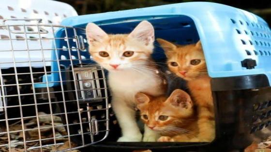 بيت رعب في فرنسا.. العثور على 100 قطة في ثلاجة منزل