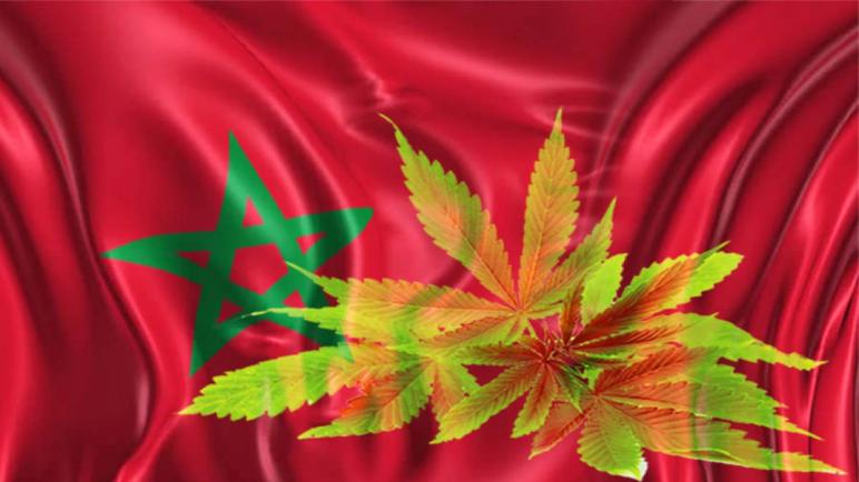 الديوان الوطني لمكافحة المخدرات وإدمانها: حجز 60 طناً من القنب المغربي … والمخزن يتستر على المهرّبين