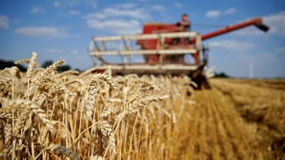 قسنطينة: توقع إنتاج أكثر من 2.5 مليون قنطار من الحبوب