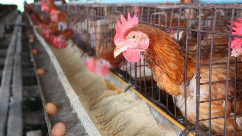 وزارة الفلاحة تنفي المعلومة المتداولة حول استىيراد دجاج البيض من الخارج