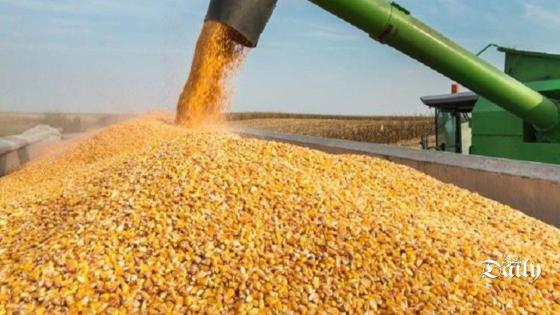 الجزائر تشتري 30 ألف طن من الذرة في مناقصة دولية.