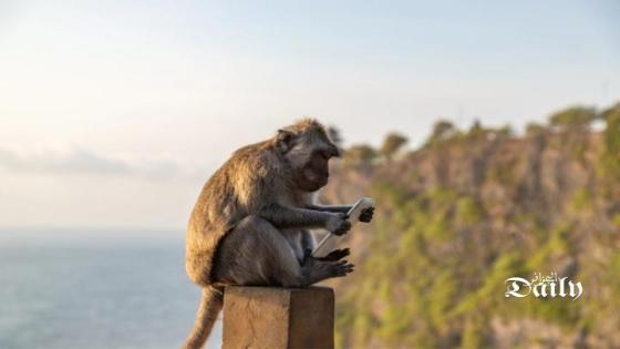 طالب ماليزي يتفاجأ بصور سيلفي ومقاطع فيديو لقرد على هاتفه الذي ضاع منه
