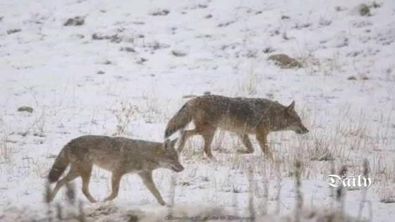 كورونا و الثلوج تخرجان الحيوانات النادرة و المهددة بالإنقراض في الجزائر في
