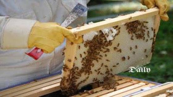15 مليون نحلة تواجه الحرق في بريطانيا و السبب بريكست