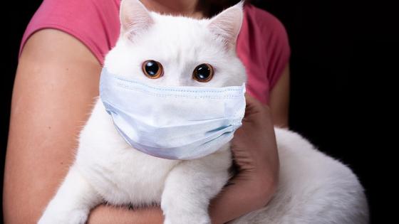 روسيا تعلن تسجيل أول لقاح في العالم للحيوانات ضد فيروس كورونا