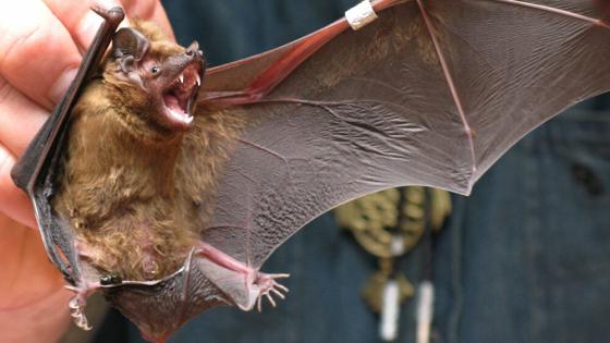 ‏‎الصين.. باحثون يكتشفون مجموعة من فيروسات جديدةل‎كورونا في الخفافيش