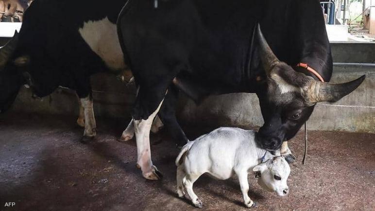 الآلاف يخرقون إجراءات كورونا في بنغلاديش لرؤية “البقرة المعجزة”(فيديو)