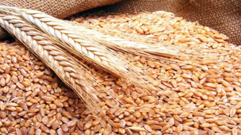 أسعار القمح تسجل مستويات قياسية وسط تراجع في المخزونات العالمية