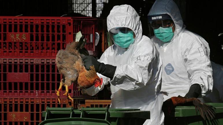 فرنسا : حالة طوارىء بسبب تفشي انفلونزا الطيور شمال البلاد