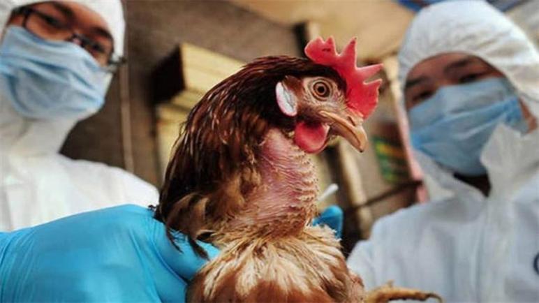 الصـين تسجـل أول إصـابة شـديـدة العدوى من إنفلونزا الطيور في 2022