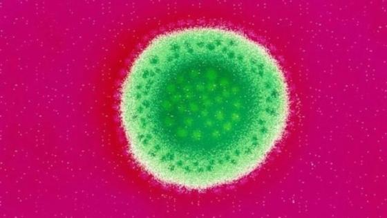 فيروس لاسا وباء معد وقاتل.. وبريطانيا تسجل أولى الوفيات