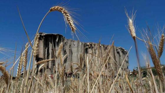 احتياطي القمح في لبنان يكفي لشهر و60% منه مصدره أوكرانيا