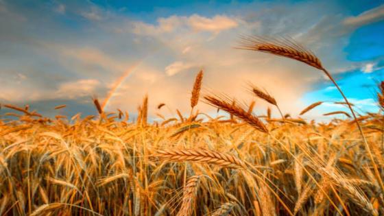 منظمة التجارة العالمية تحذر من ارتفاع أسعار القمح بسبب أزمة أوكرانيا