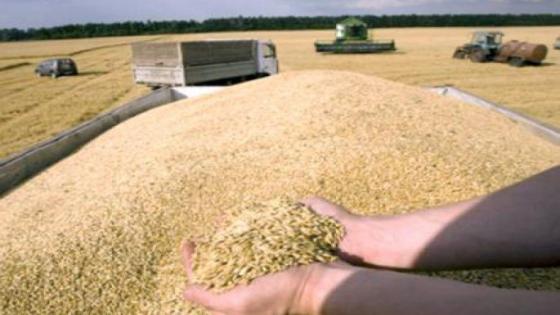 تراجع صادرات الحبوب الأوكرانية بنسبة 30%