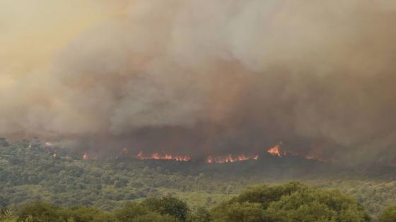 الحرائق اتلفت نحو 600 هكتار من غابات الفلين بولاية جيجل