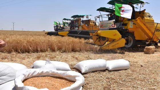 وزارة الفلاحة تذكر المنتجين بإلزامية دفع كل محاصيلهم لتعاونيات الحبوب والبقول الجافة