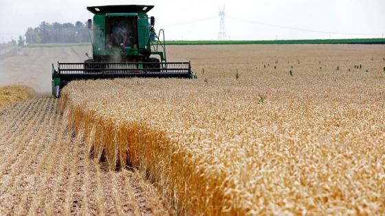 هني: نهدف لتحقيق 1 مليون هكتار من حقول الحبوب بالجنوب بحلولسنة 2025