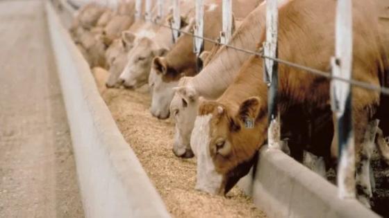 تغذية الحيوانات بالقمح تُصنف كقضايا إحتكار ومُضاربة ويعاقب عليها القانون
