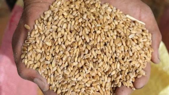 وزارة الفلاحة : منع استعمال القمح الصلب والقمح اللين كمادة أولية لتغذية الحيوانات
