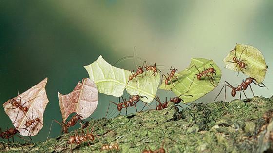 دراسة: النمل يشبه البشر عند التعرض لعزلة اجتماعية