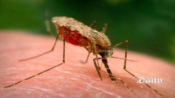 إكتشاف أول حالة للملاريا بباتنة
