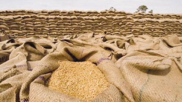 الجزائر تشتري 500 ألف طن من القمح من فرنسا وروسيا