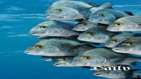 مثل الإنسان.. التلوث الصوتي يزعج الأسماك ويجبرها على الرحيل