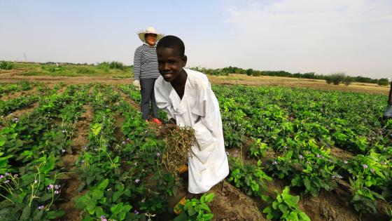 تأسيس شراكة ضخمة بين مصر و السودان في مجال الإنتاج الزراعي