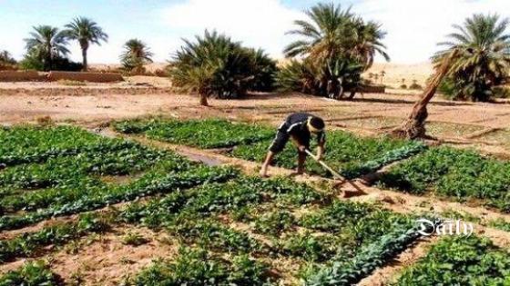 مهام وصلاحيات ديوان تنمية الزراعة الصناعية بالمناطق الصحراوية تنشر بالجريدة الرسمية