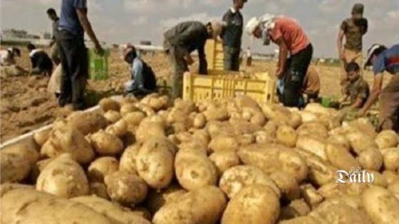 الديوان الوطني للخضر واللحوم: تم اليوم توزيع 250 طن من مخزون البطاطا للتحكم في الأسعار