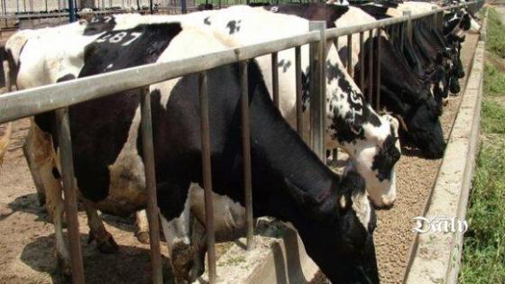 وزارة التجارة: عمليات استيراد الأبقار الحية لازالت مسموحا بها