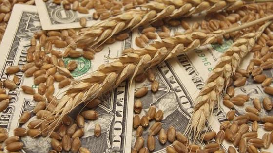 إرتفاع أسعار القمح في الاسواق العالمية