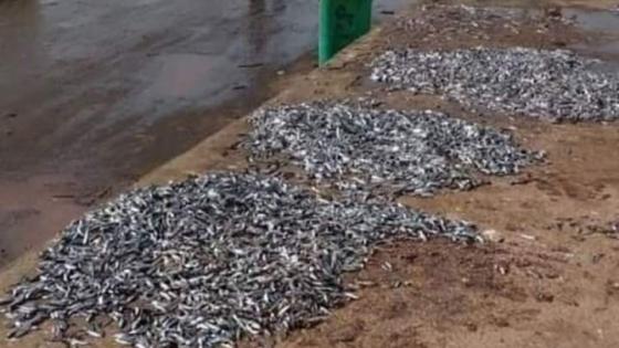 فتح تحقيق بخصوص رمي كميات من سمك السردين بميناء المرسى