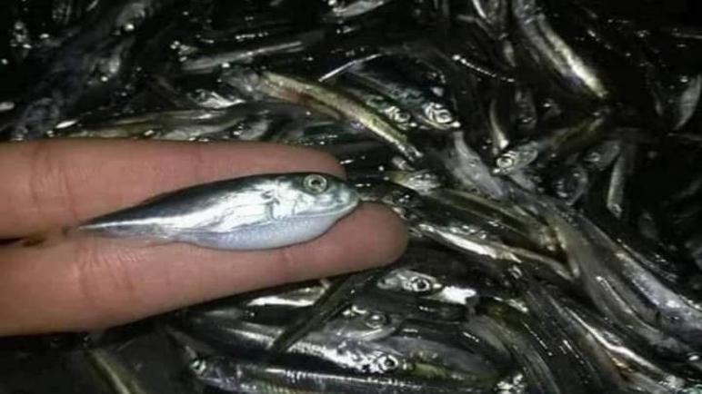 المنظمة الجزائرية لحماية المستهلك تحذر من سمكة الأرنب السامة