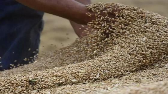 وزارة الفلاحة تدعو مدراء تعاونيات الحبوب إلى تطبيق تعليماتها المتعلقة بجمع الحبوب