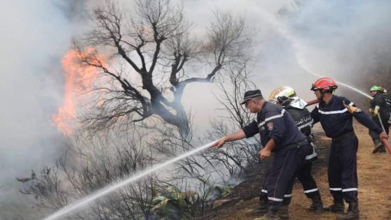 إحصاء 287 متضررا من حرائق الغابات الأخيرة بجيجل