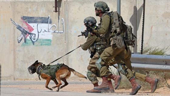 “ظاهرة جديدة” في غزة.. كلاب ضخمة تربك الجيش الصهيوني