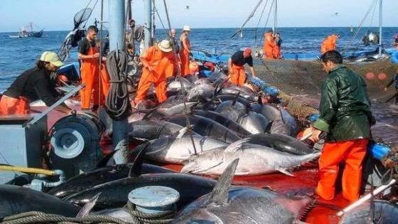 ‏‎حصة ‎الجزائر في صيد ‎التونة الحمراء ستكون كبيرة هذه السنة