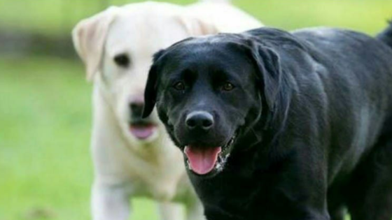 بريطانيا: كلاب مدربة لتشتمَّ رائحة الكورونا