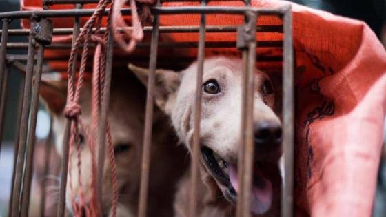 رغم أزمة كورونا.. انطلاق مهرجان “لحوم الكلاب” في الصين