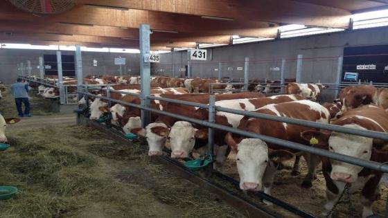 تعزيز التعاون الزراعي: الجزائر وأمريكا تبادلان الخبرات في علم وراثة الأبقار