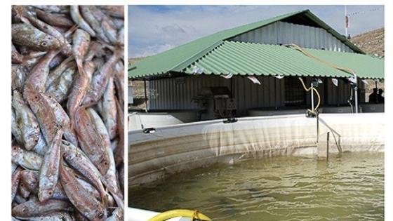 دليل الممارسات البيئية: وزارة الصيد تُطلق توصيات لتحقيق تربية مستدامة للمائيات البحرية