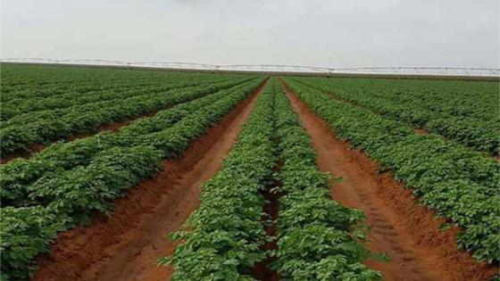 وزارة الفلاحة: استصلاح ما يقارب 55 ألف هكتار في إطار برنامج ديوان تنمية الزراعة الصناعية بالأراضي الصحراوية