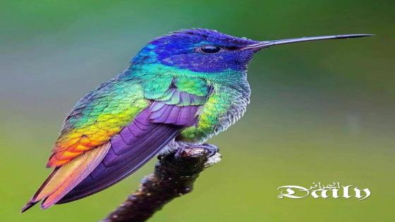 العلماء يكشفون سر اكتساء الطيور بألوانها الزاهية
