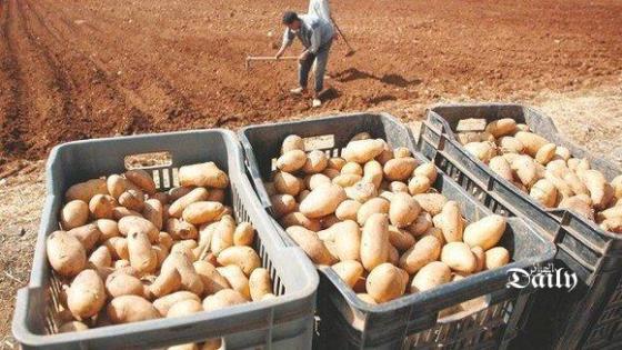 وزارة الفلاحة تسعى لضبط السوق والتصدير الخاص بمادة البطاطا