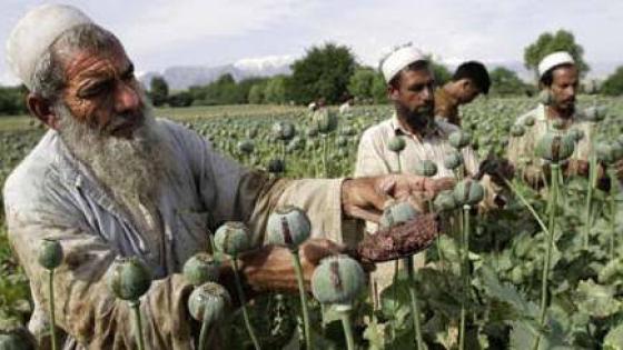 طالبان تحذر زراعة الحشيش و كافة أنواع المخدرات