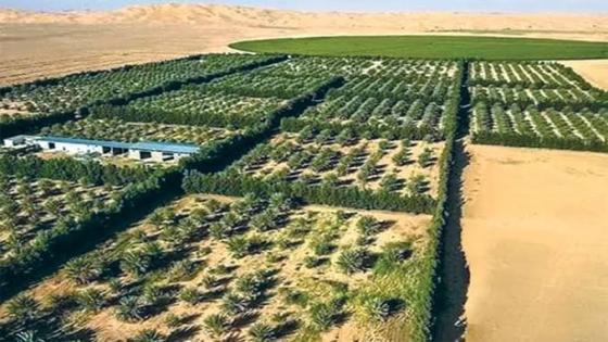تخصيص 227 ألف هكتار لتطوير الزراعة الإستراتيجية في المناطق الصحراوية