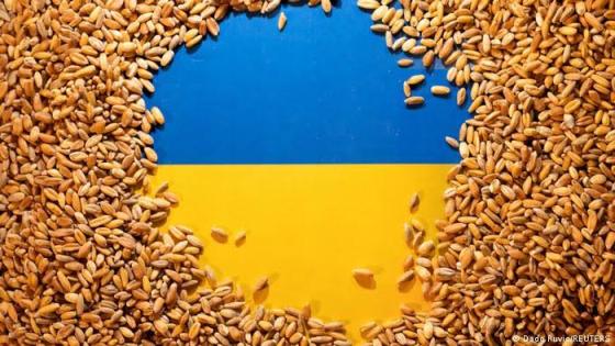 تراجع صادرات الحبوب الأوكرانية بواقع النصف رغم فتح الموانئ